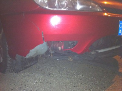 hase.jpg (64.67 KiB) 1040 mal betrachtet hase.jpg